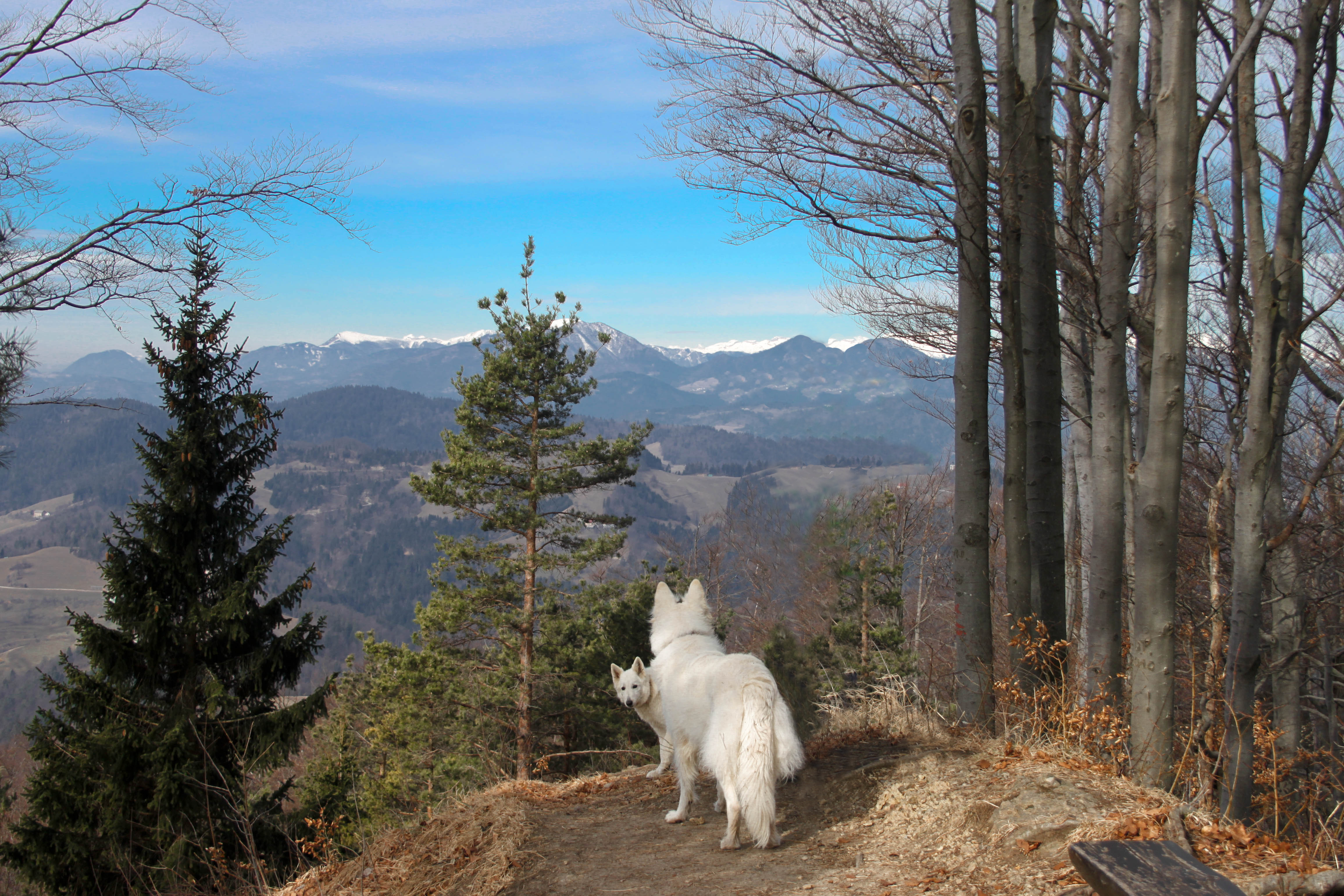 Nekaj predlogov kam s psom pobegniti pred pokanjem petard
