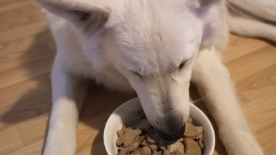 PASJI PIŠKOTI S TUNO