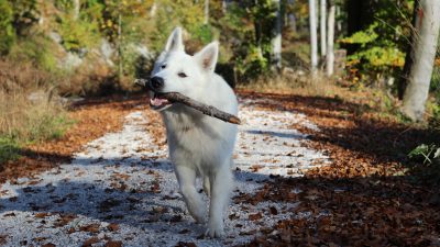 HLEVIŠKA PLANINA S PSOM