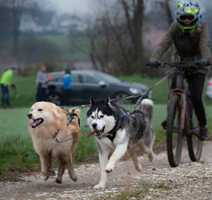 DRYLAND, BIKEJORING, CANICROSS