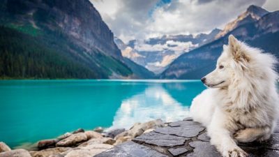 NARAVNO DO ZDRAVJA KUŽKOV S POMOČJO BIORESONANCE