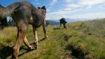 KRANJSKA REBER in KAŠNA PLANINA