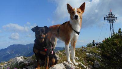 PRISTOVŠKI STORŽIČ