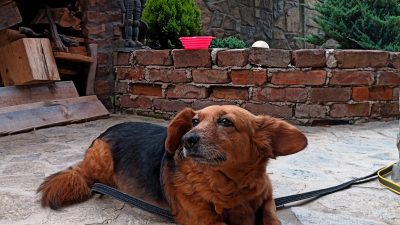 Apartma Miša, Dolga Brda