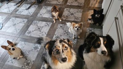 Domača pasja kuhinja