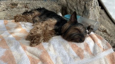 Pansion Matijević otok Hvar