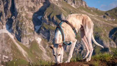 Pasja oprema za udoben izlet
