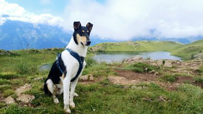 Potopis jugozahodna Francija s psom