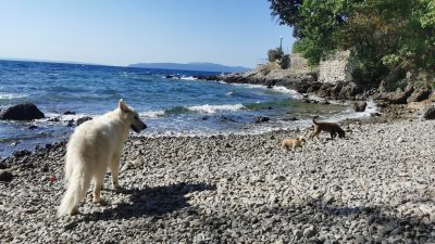 Pasja plaža v Lovranu