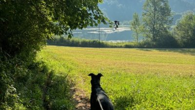 GOZDNA UČNA POT DRAGA S PSOM