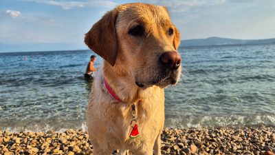 Pasja plaža Monty’s Dog Beach & Bar, Crikvenica