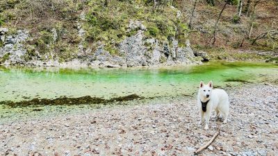 IŠKI VINTGAR S PSOM