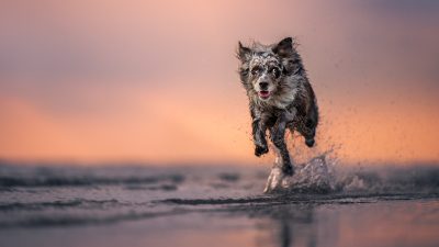 IZLET S KUŽKI V LIGNANO
