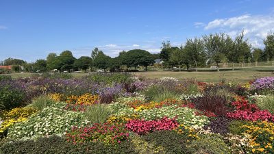 ARBORETUM VOLČJI POTOK S PSOM
