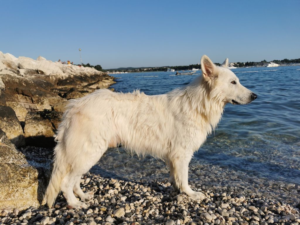 V bližini so tudi tuši za pse, kjer lahko po kopanju sperete sol z dlake. Pomembno: tuširanje psov v tuših za ljudi ni dovoljeno.