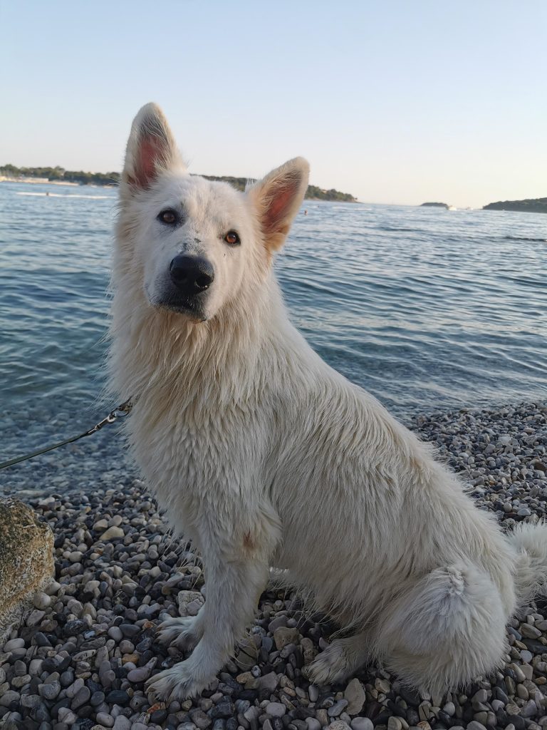 Na sami plaži ni naravne sence, zato priporočamo, da prinesete senčnik ali poiščete senco pri drevesih v bližini. Za udobje poskrbite z vodo in podlogo, kjer se pes lahko spočije.