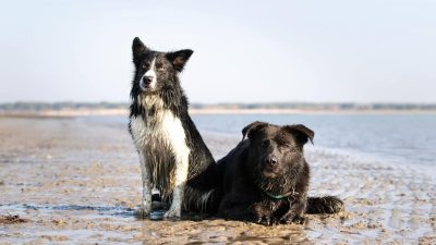 Izlet v Caorle s psom