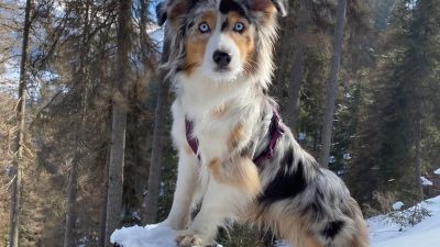 Val Contrin, Canazei – Italija s psom