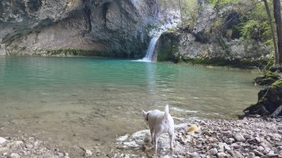 Pot 7 slapov – Buzet s psom