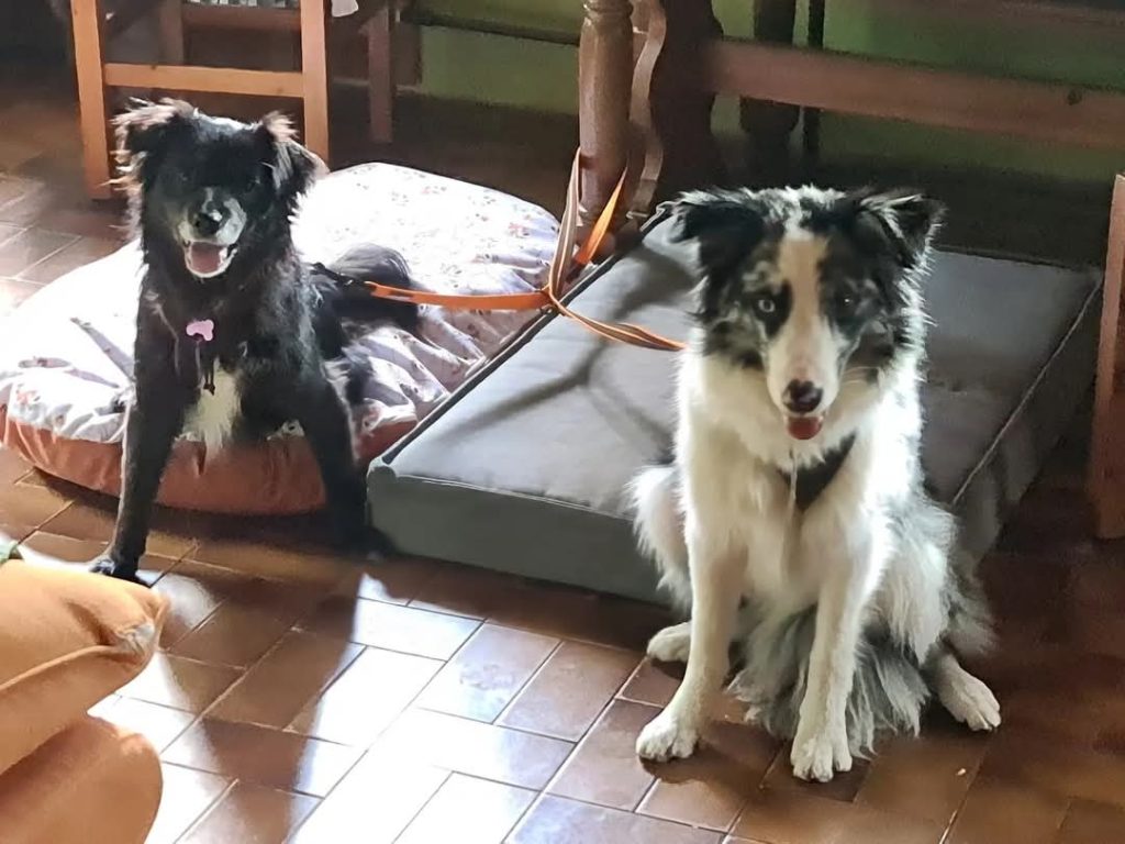 Gostišče v Triglavskem narodnem parku: psi dobrodošli tudi notri