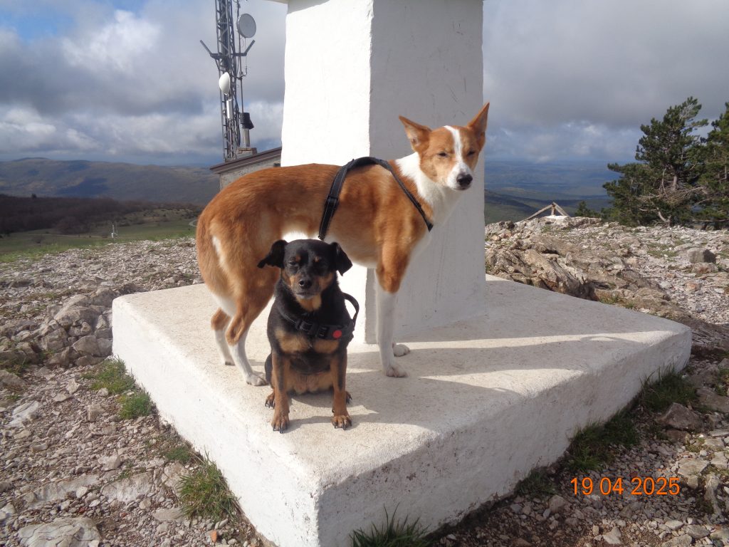 Vrh - Slavnik s psom