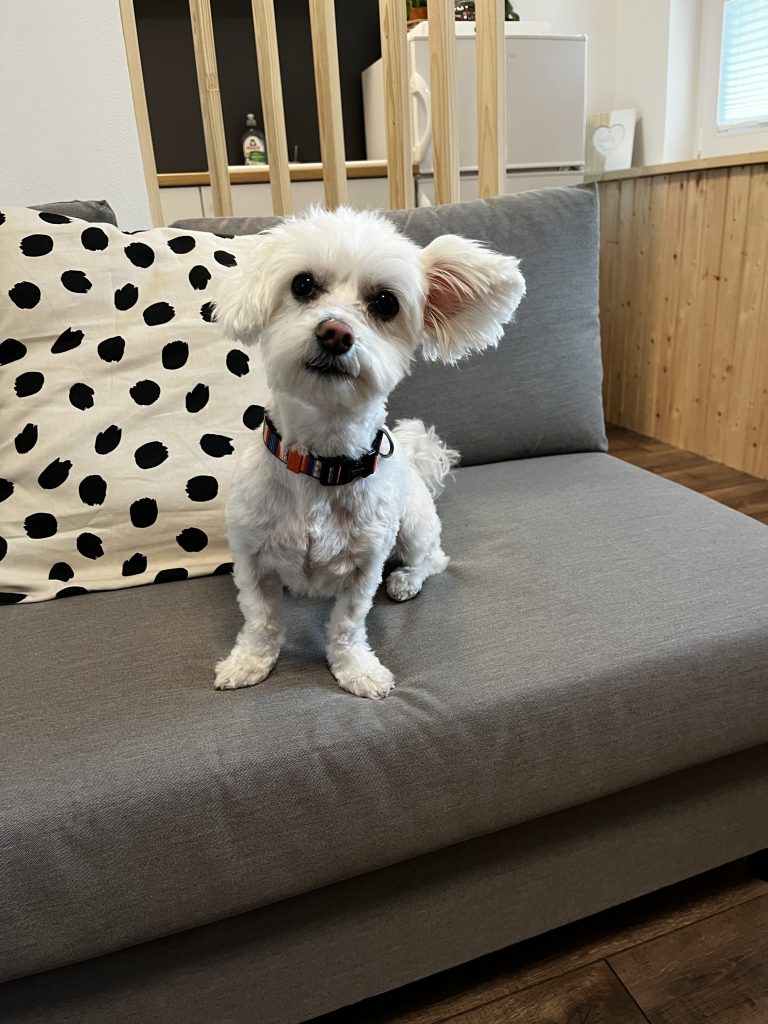 psom prijazen apartma