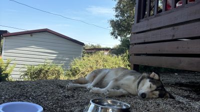 Kamp Brioni Sunny Camping za pse