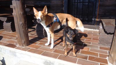 Lešanska planina s psom