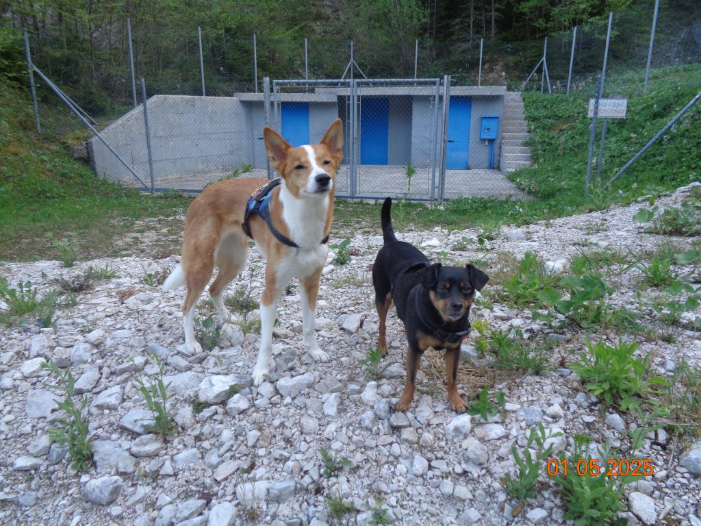 Psički pred vodohramom ob poti na Veliko Poljano