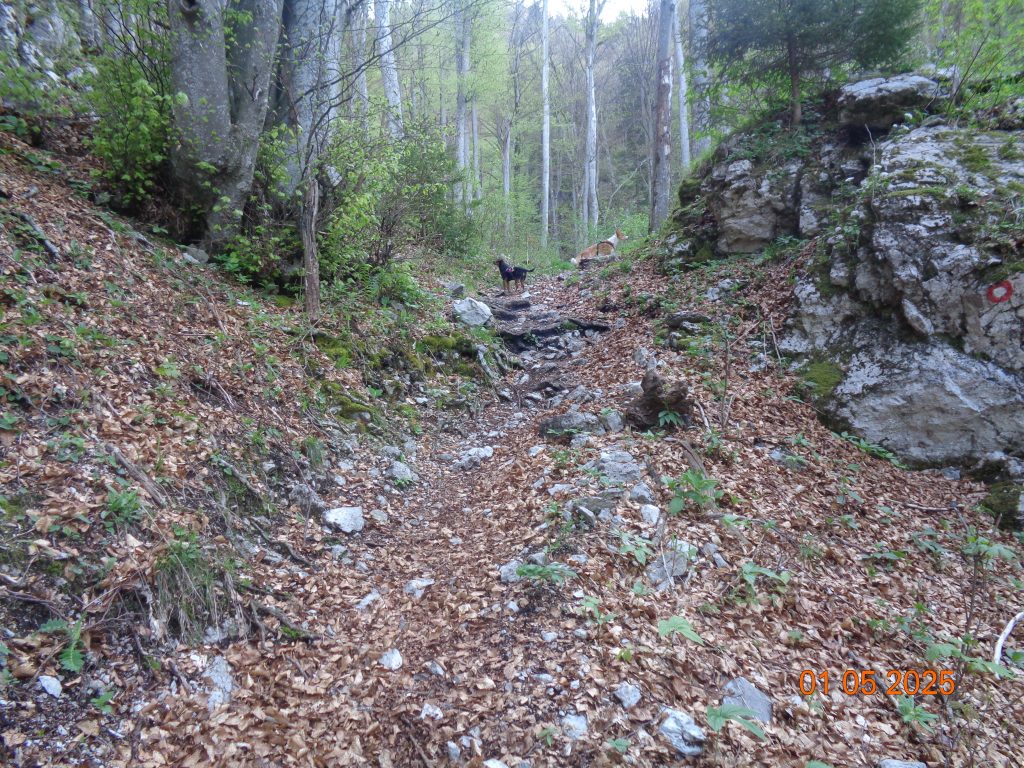 Kolovoz do Velike Poljane