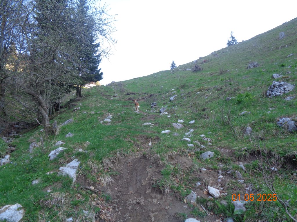 Pašniki Male Poljane