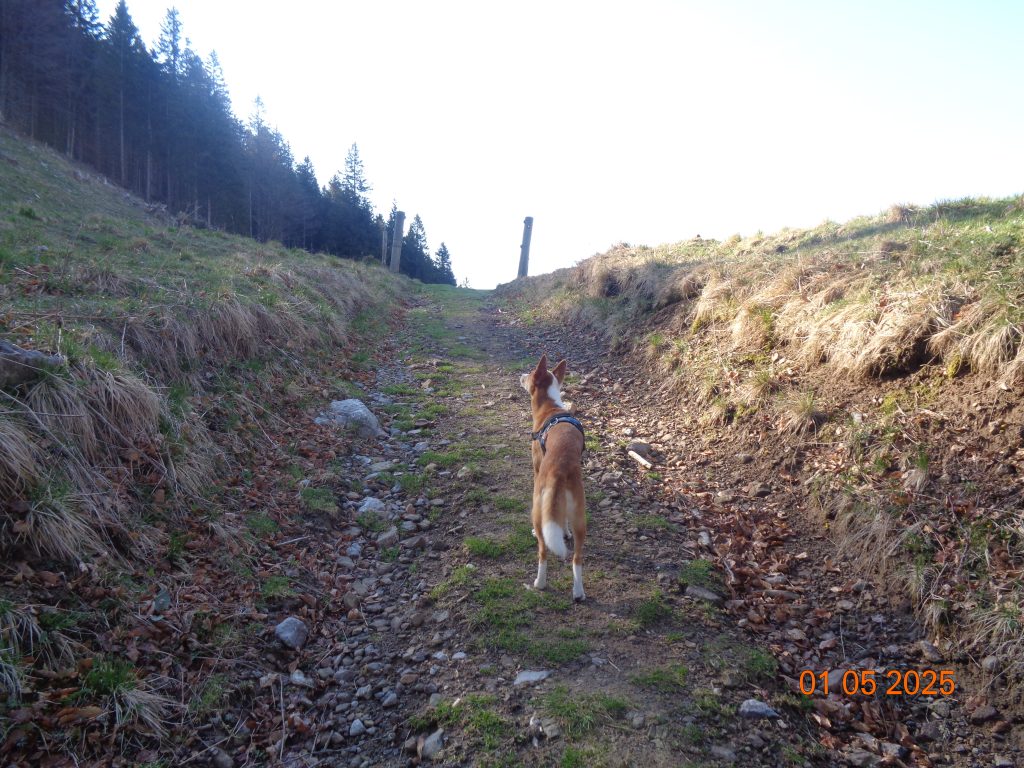 Razgleden pašnik do Velike Poljane