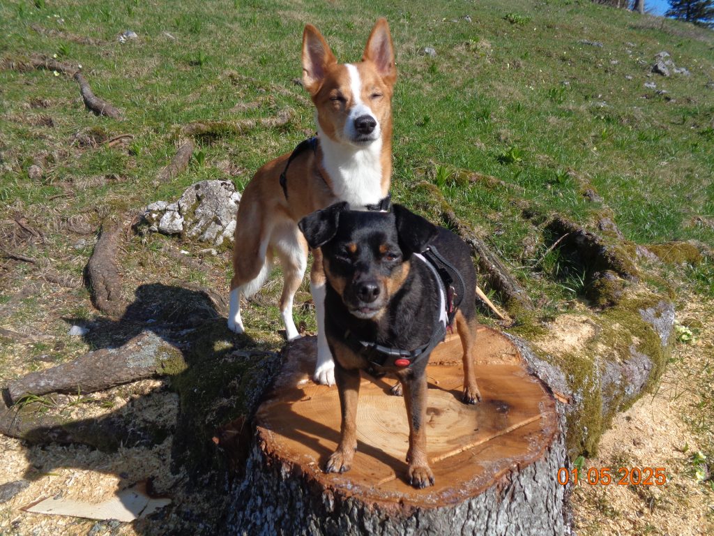 Moji dve punci na Veliki Poljani.