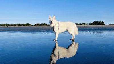 BARRICATA HOLIDAY VILLAGE – psom prijazno