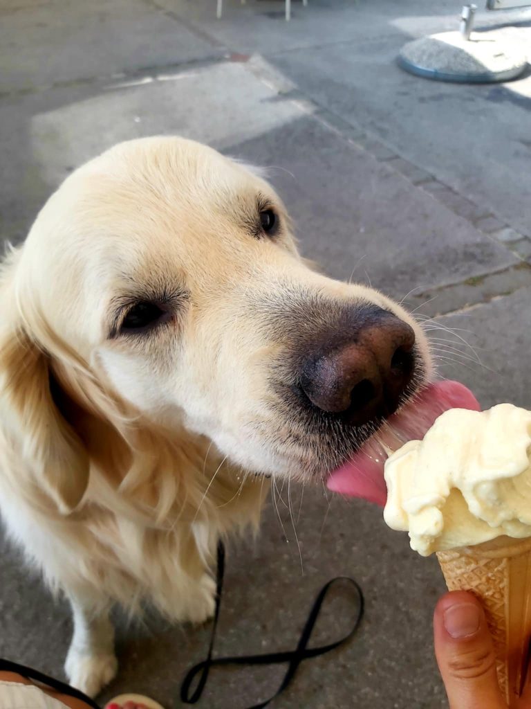 kakšen lep dopust s psom v Grčiji