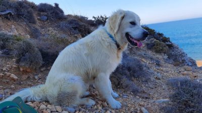 Paros Grčija po pasje