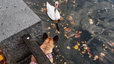 Praga z psom: Halli odkriva pasje prijazno prestolnico Češke